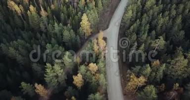 空中拍摄的<strong>青松</strong>和黄桦林，道路在中间，摄像机跟着道路